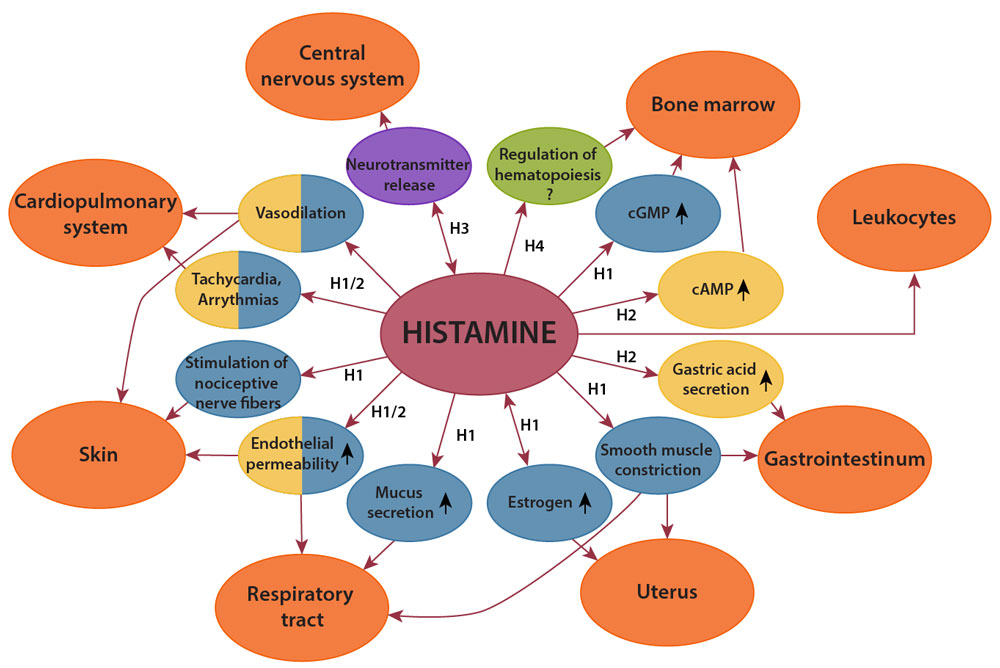 Histamine receptors and effects diagram