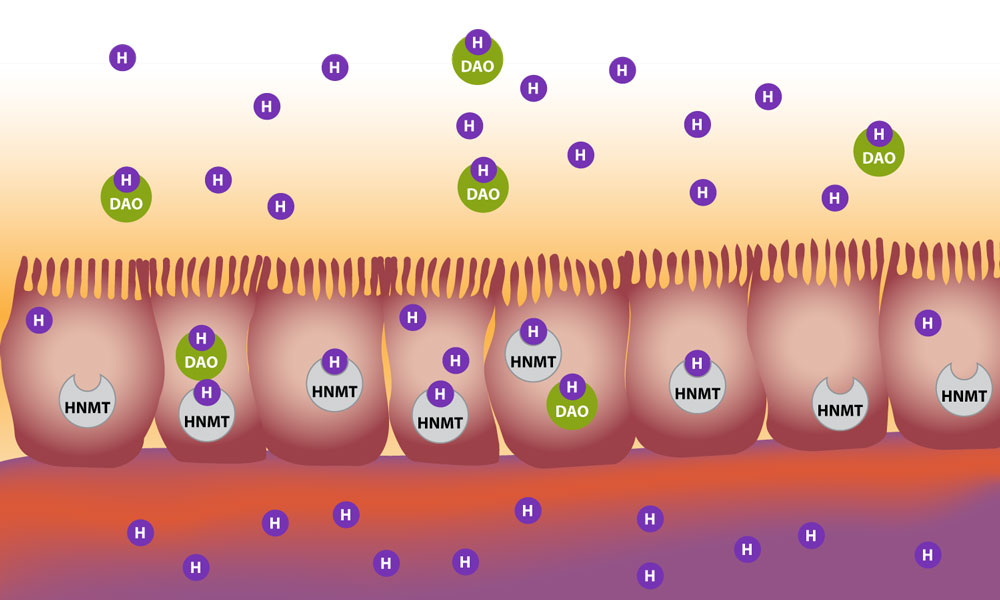 degradation of histamine in the gut by DAO and HNMT