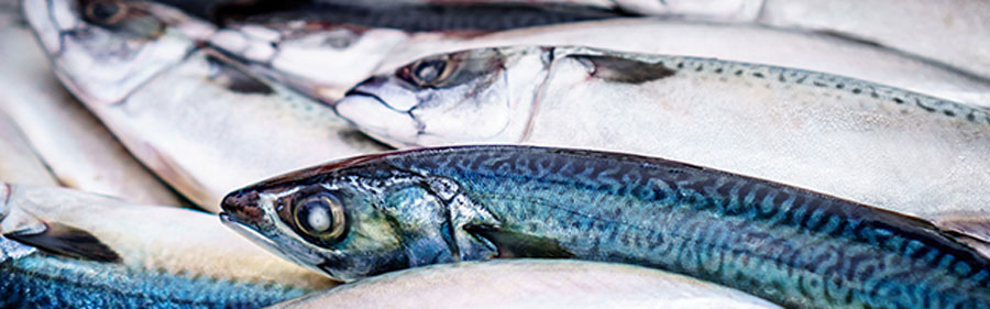 fish that cause scombroid poisoning