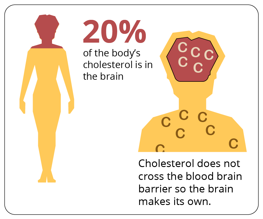 20% of the body's cholsterol is in the brain